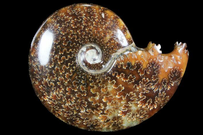 Polished, Agatized Ammonite (Cleoniceras) - Madagascar #94243